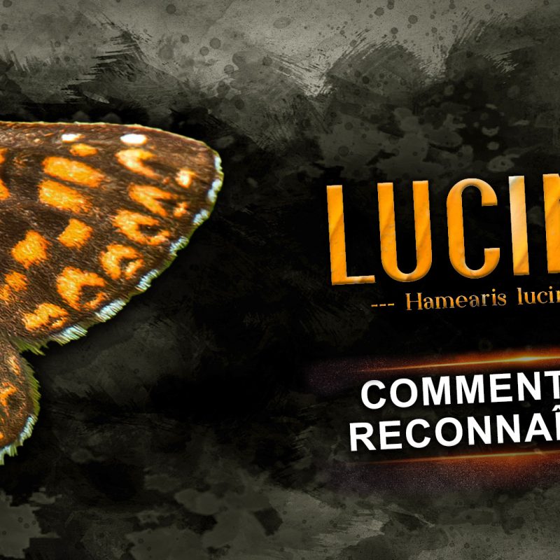 vision-turquoise-identification-papillon-lucine
